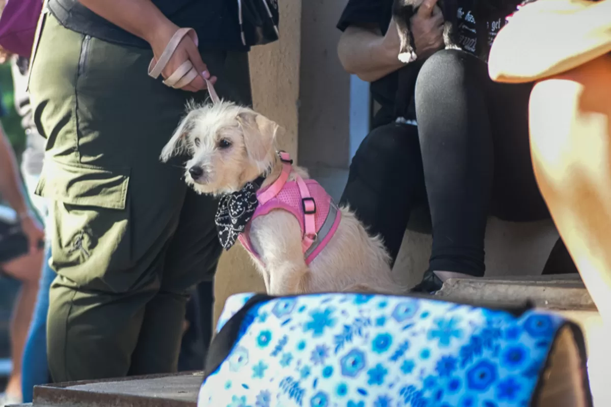 La Municipalidad realizó más de 4.600 castraciones a mascotas este año