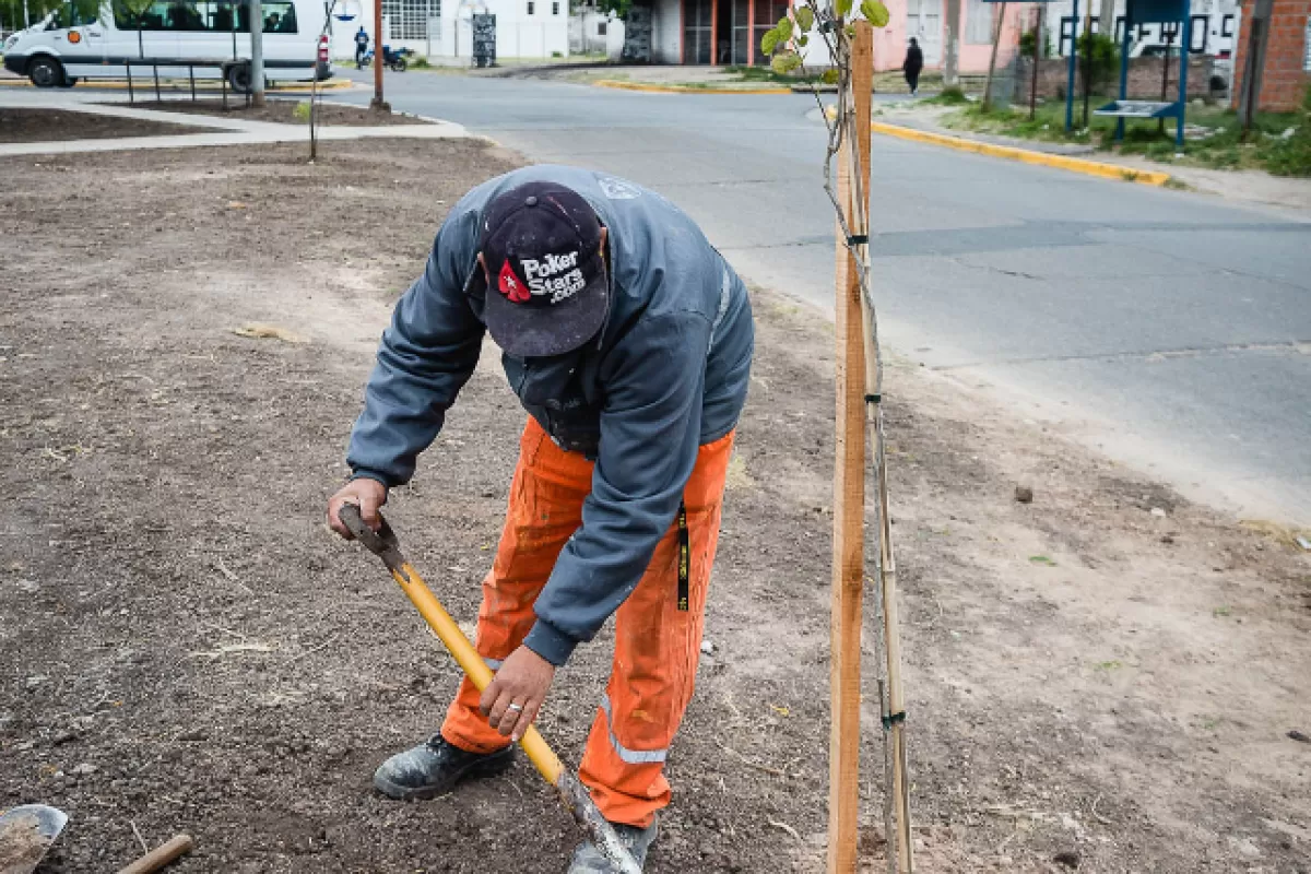 Plantarán 500 nuevos árboles en la ciudad