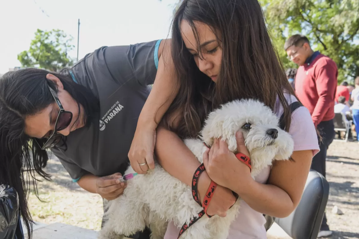 La Municipalidad realiz&oacute; miles de castraciones y desparasitaciones en 2025