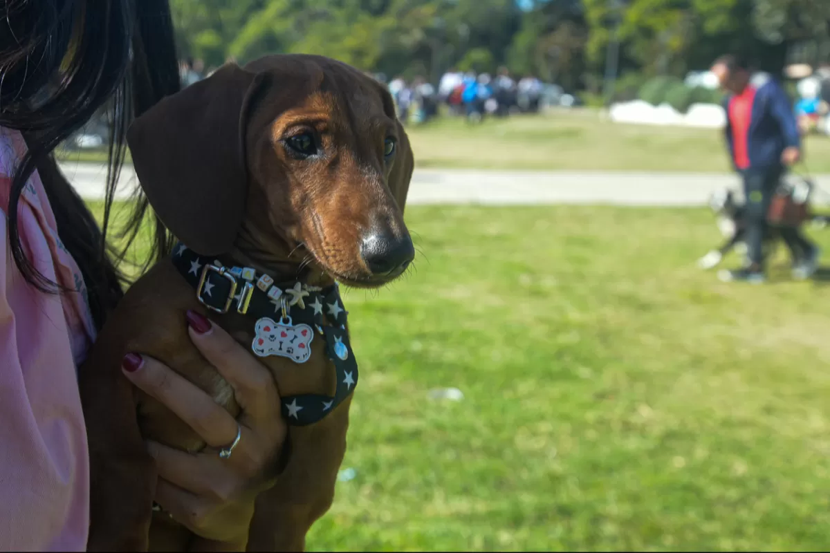 El Municipio contin&uacute;a con los operativos de Salud Animal en distintos barrios de la ciudad