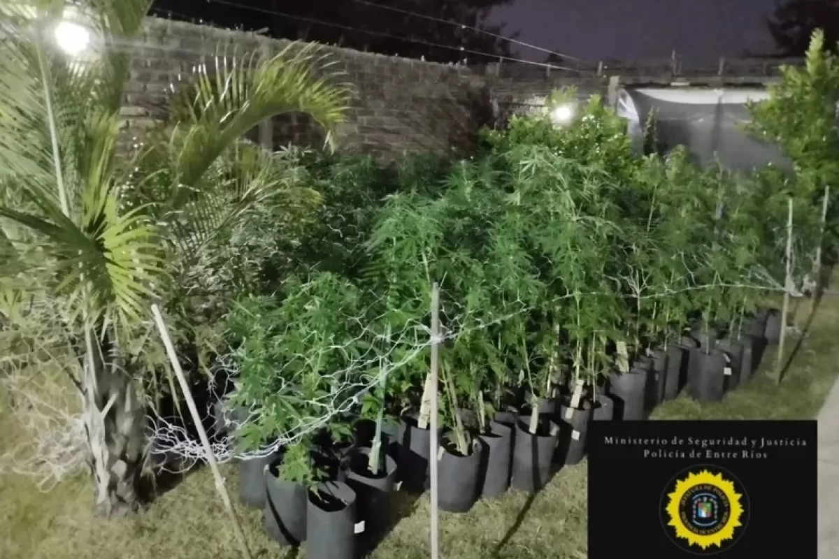Hallaron más de 300 plantas de marihuana en un domicilio
