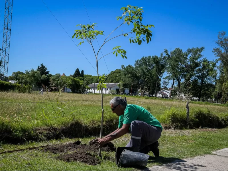 Plan de Arbolado Urbano: se realizó una nueva plantación en barrio Cuarteles