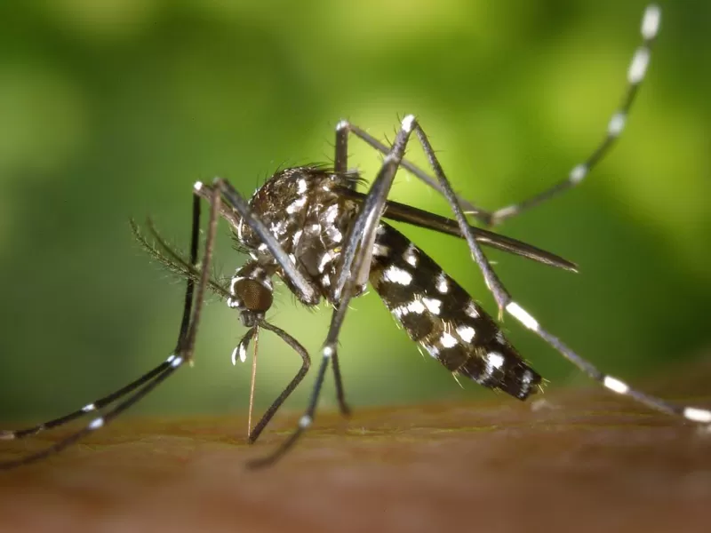 Explican diferencias entre el mosquito transmisor del dengue y el silvestre