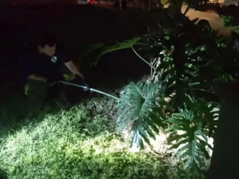 Hallan una víbora en una vivienda de Paraná