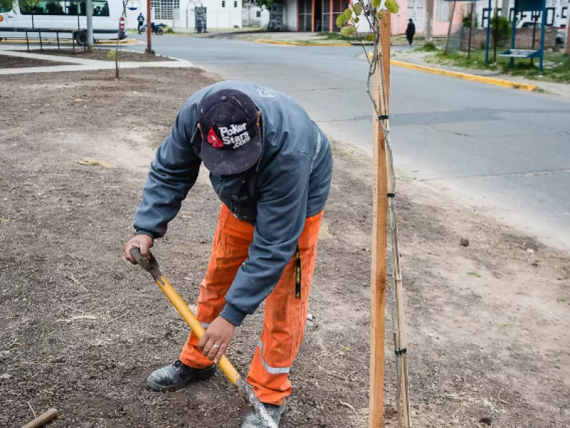 Plantarán 500 nuevos árboles en la ciudad