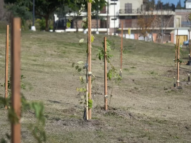 La Municipalidad plantó 212 árboles por el aniversario de la ciudad