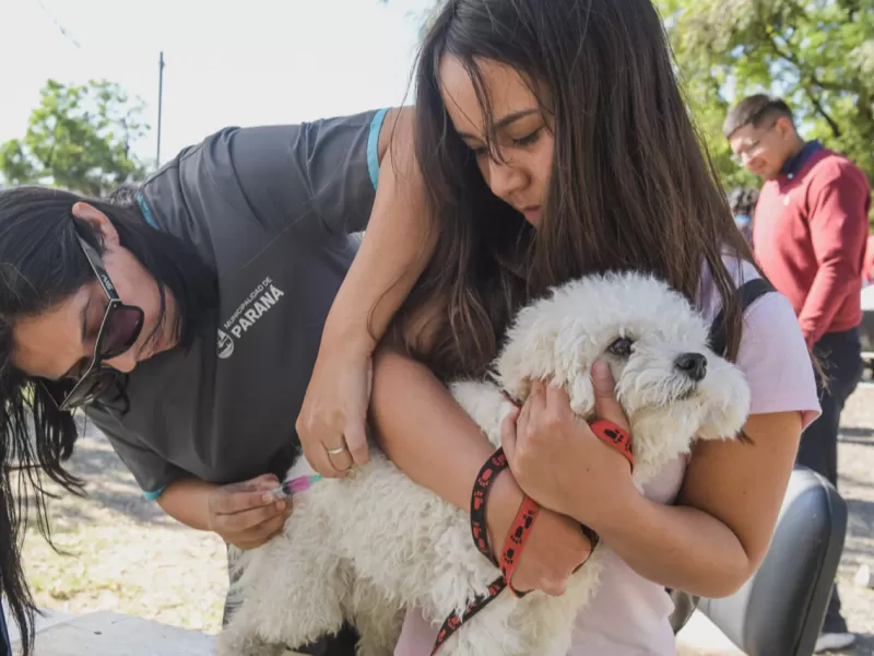 La Municipalidad realiz&oacute; miles de castraciones y desparasitaciones en 2025