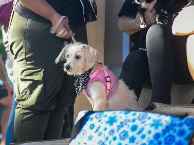 Los operativos de salud animal continuarán en vecinales
