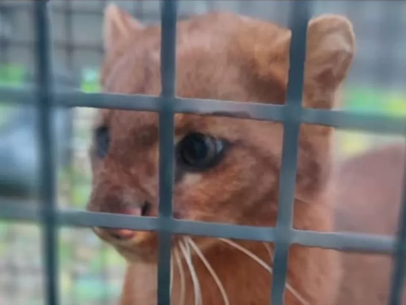 Rescataron y trasladaron un felino silvestre a un centro de conservación