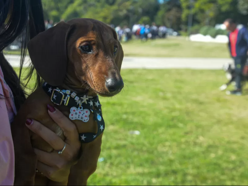 El Municipio contin&uacute;a con los operativos de Salud Animal en distintos barrios de la ciudad