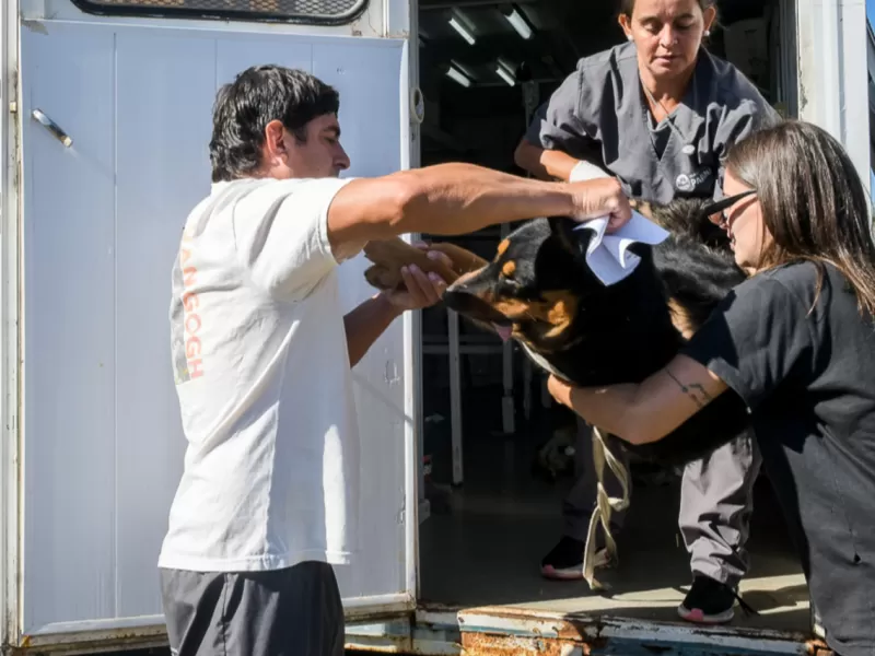 La Municipalidad comienza los operativos de salud animal 2026 en barrios de la ciudad