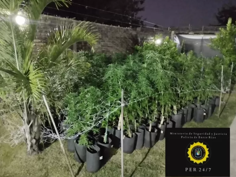 Hallaron más de 300 plantas de marihuana en un domicilio