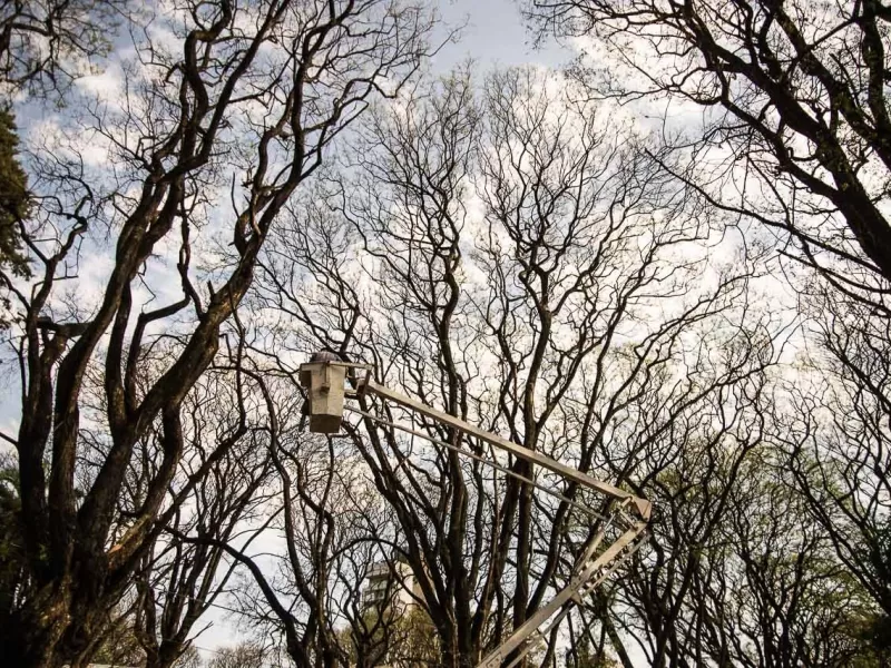 La Municipalidad realizó tareas de mantenimiento del arbolado urbano en la Costanera