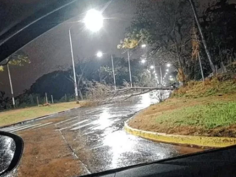La tormenta provocó la caída de un árbol en la zona del ex-Hipódromo  de la ciudad