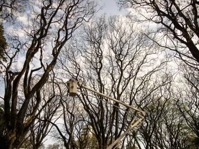 La Municipalidad realizó tareas de mantenimiento del arbolado urbano en la Costanera